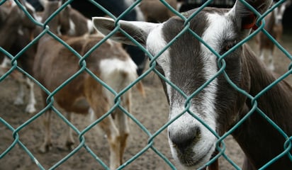 Cabras. (DIANA GONZÁLEZ)