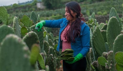 Abundancia de ingredientes mexicanos garantiza el sabor en las Fiestas Patrias