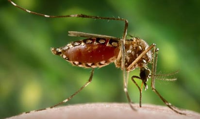 ¿Cómo distinguir al mosquito del dengue de otros?