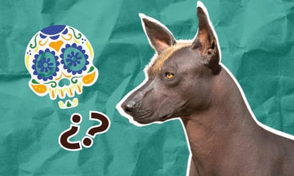 Xoloitzcuintle: ¿por qué se le asocia a la muerte?