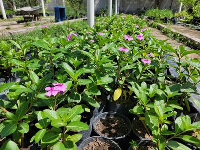 Plantas ornamentales.