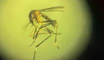 Se han invertido 30 mdp para combatir el dengue en La Laguna de Coahuila, afirma secretario de Salud