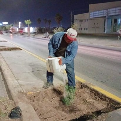 Como parte de las labores de mantenimiento en el periférico, se reforestaron los camellones centrales con 150 árboles. (EL SIGLO DE TORREÓN)