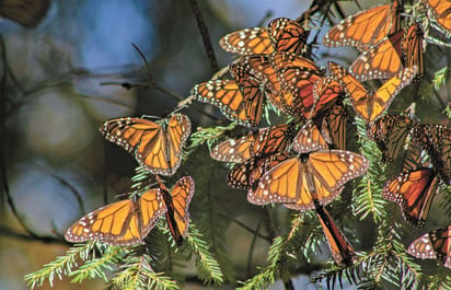 Mariposa monarca. (ARCHIVO)