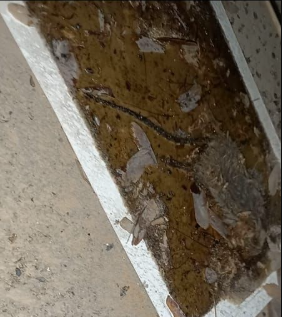 Rata atrapada en trampa de pegamento. (ESPECIAL)
