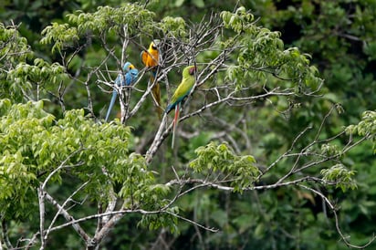 (EFE)