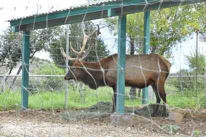 (Foto: SERGIO A. RODRÍGUEZ / EL SIGLO COAHUILA)