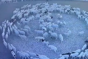 Un video muestra a decenas de animales caminando en círculos. (ESPECIAL)
