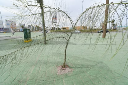 Sobreviviente
Un árbol crece en medio del cemento, sin un área adecuada de tierra a su alrededor. Parece sobrevivir en este
camellón, que evidentemente carece de planeación. (FERNANDO COMPEÁN)