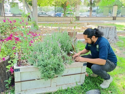 En conjunto con la Dirección de Medio Ambiente y UJED, se colocaron plantas con flores en el 'jardín para polinizadores'. (CORTESÍA)