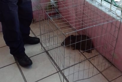 El jabalí de unos dos kilos de peso, presentaba lesiones en el lomo.