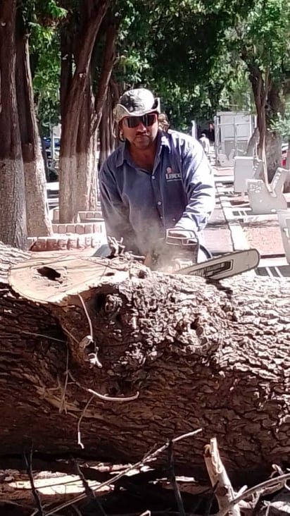 Las labores se extendieron hasta la mañana del martes, debido a que también se procedió a retirar los residuos de madera del tronco.