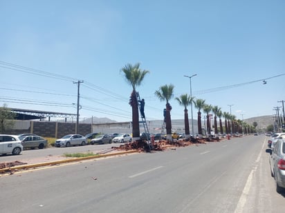 En días pasados se hicieron los trabajos de poda de 289 palmas en el bulevar Carlos Herrera.