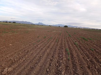 ¿En el campo habitan 650 mil personas, un tercio de los habitantes del estado de Durango y son ellos los que van a padecer la falta de circulante ante la falta de producción agrícola por la falta de lluvias.