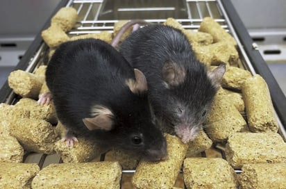 En 2020, los investigadores del laboratorio Sinclair “reiniciaron” las células oculares de ratones viejos con problemas de visión.   Imagen: Universidad de Harvard Laboratorio Sinclair