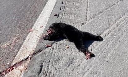 Al menos en el Pueblo Mágico, se tiene registro de una sola muerte de osezno en lo que va del año. (EL SIGLO COAHUILA)