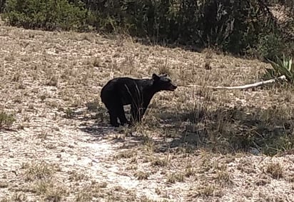 Cada vez es más frecuente el avistamiento de osos, principalmente cerca de la mancha urbana, o en el caso de Arteaga, en la sierra.