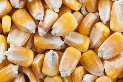 La cifra de consumo diario de maíz en Torreón, setenta toneladas, dejó a la comunidad en una situación precaria ante la crisis vivida durante octubre de 1969.