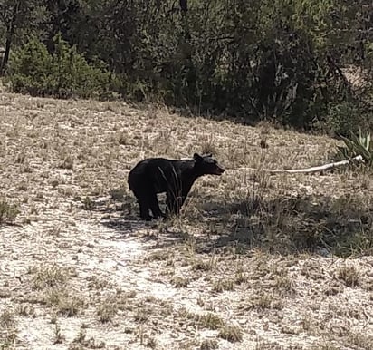 En lo que va de la administración, no hay registro de un ataque de oso a humanos.