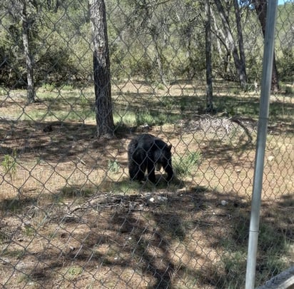 En la actualidad se tiene alta población de oso negro.