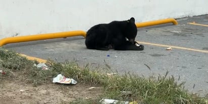 Donde se ha registrado un mayor número de osos arrollados es en la Región Sureste.