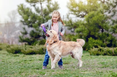 Los labradores golden retriever, inicialmente perros de caza, se convirtieron en la raza familiar por excelencia. Imagen: Adobe Stock