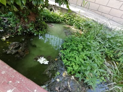 Estancada. Se pudo observar que en varias jardineras los sistemas de riego ya no están funcionando a la perfección, pues se ve cómo se empieza a estancar el agua y quedan inundados los jardines. (SERVANDO MARTÍNEZ)