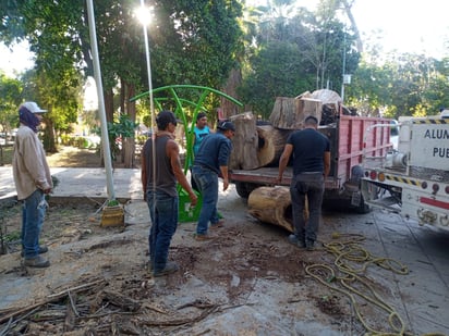 Retiro del árbol con el objetivo de garantizar la seguridad de los visitantes. (DIANA GONZÁLEZ)