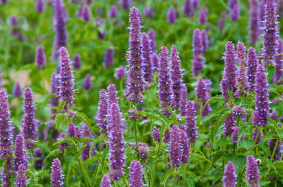 Agastache rugosa.