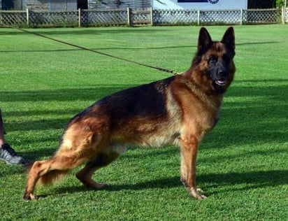 Los perros de raza grande, especialmente los Pastores Alemanes, suelen tener problemas de cadera como la displasia.