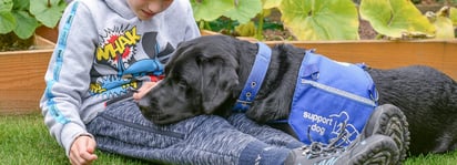 Los perros de asistencia pueden ayudar a los niños con neurodivergencias a reducir la ansiedad. Imagen: assistancedogs.org.uk