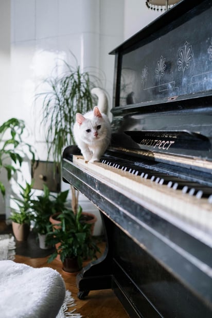 Según una investigación, las personas que tienen gatos mostraron ser más seguras de sí mismas y felices.