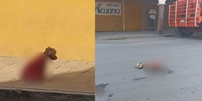 Crueldad animal con perrita en Torreón. 