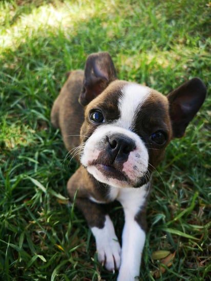 Puedes optar por un nombre en contraste con las características de la perrita.