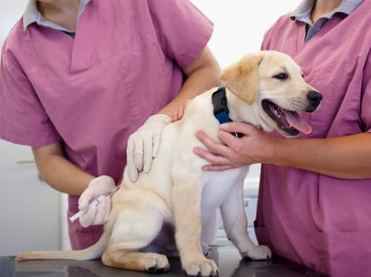 Gracias a la vacuna antirrábica han disminuido los casos de esta enfermedad entre animales y seres humanos. Imagen: GettyImages/ Fotografixx