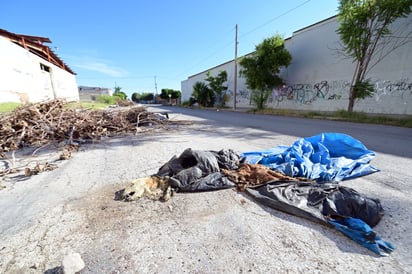 Animales muertos Además de basura, las personas utilizan estos lugares para tirar animales muertos en bolsas de basura o sábanas, generando una gran alerta de la salud pública para los vecinos de la zona. 