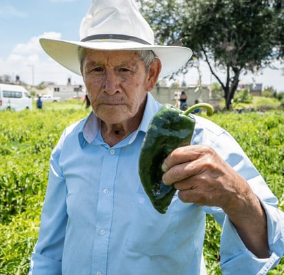 Productores de chile poblano.