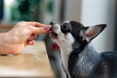 También es recomendable administrar desparasitantes a las mascotas. Imagen: Freepik