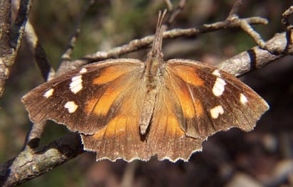 Mariposa Libytheana carinenta (ESPECIAL)