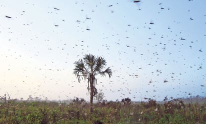 Según expertos actualmente se usan altas cantidades de plaguicidas para controlar las plagas (Archivo)