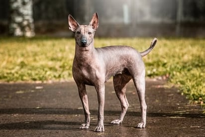 Su nombre proviene de dos palabras en náhuatl: 'Xólotl' (dios del ocaso y de la muerte) e 'itzcuintli' (perro), por lo que significa 'perro dios'.