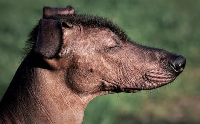 Es ideal como perro guardián o de compañía gracias a su inteligencia y temperamento social fiel y cariñoso, así como territorial y vigilante.