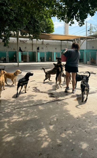 Albergue Corazón Canino de Torreón (EL SIGLO DE TORREÓN)