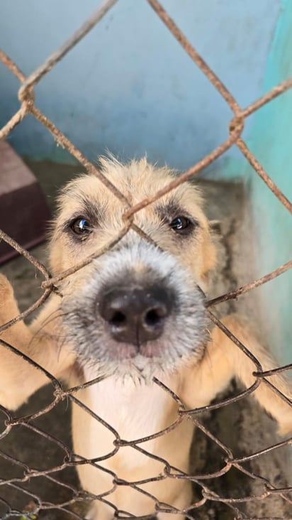 Albergue Corazón Canino de Torreón (EL SIGLO DE TORREÓN)