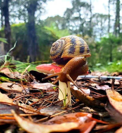 Humboldtiana duranguensis. Foto: José Luis Estrada