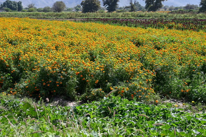 Flor de Día de Muertos en Lerdo.