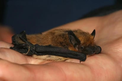 Kuhl Pipistrelle adulto (Pipistrellus kuhlii). Foto: cortesía de Leonardoancillotto86.