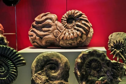 Colección de amonites en el Museo del Desierto, en Saltillo, Coahuila. Foto: Museo del Desierto