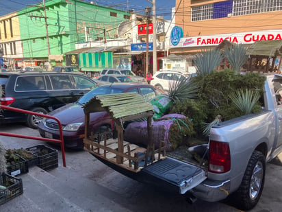 Venta de plantas tradicionales de Nacimiento en San Pedro.