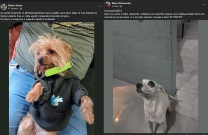 Perros extraviados en La Laguna.